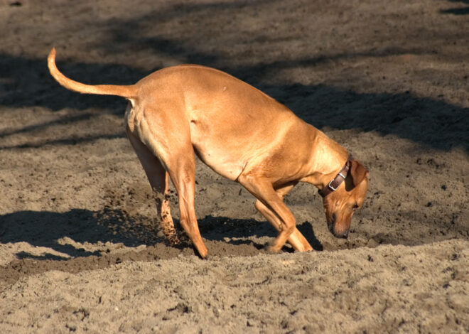 6 Tips On How to Get Your Dog to Stop Digging