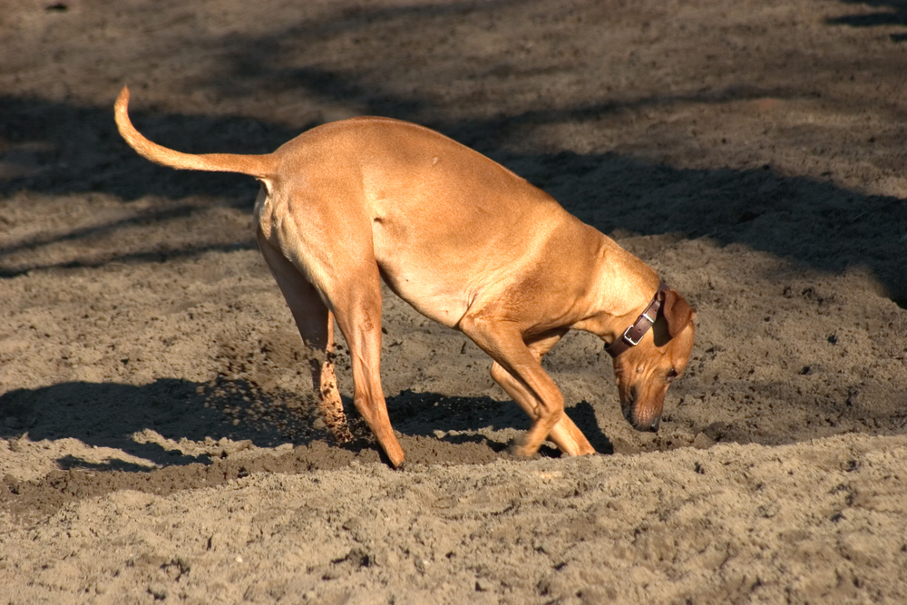 6 Tips On How to Get Your Dog to Stop Digging