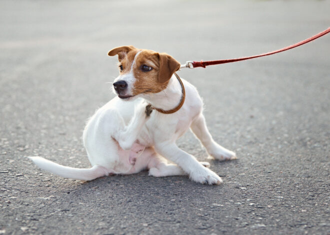 Help! My Dog Is Constantly Scratching and Biting Himself