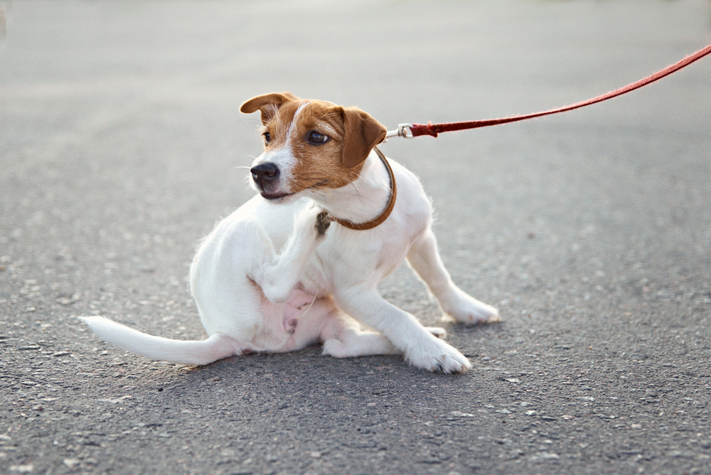 Help! My Dog Is Constantly Scratching and Biting Himself