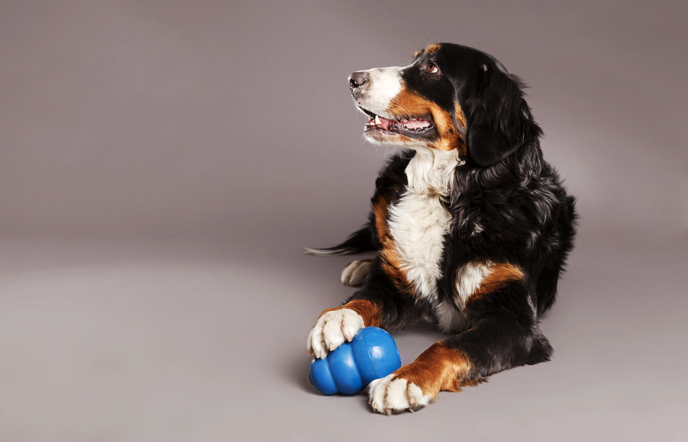 What to Put In the Kong For Your Puppy