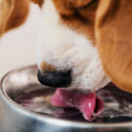 5 Tips on How to Get Your Dog to Drink More Water