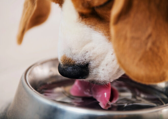 5 Tips on How to Get Your Dog to Drink More Water