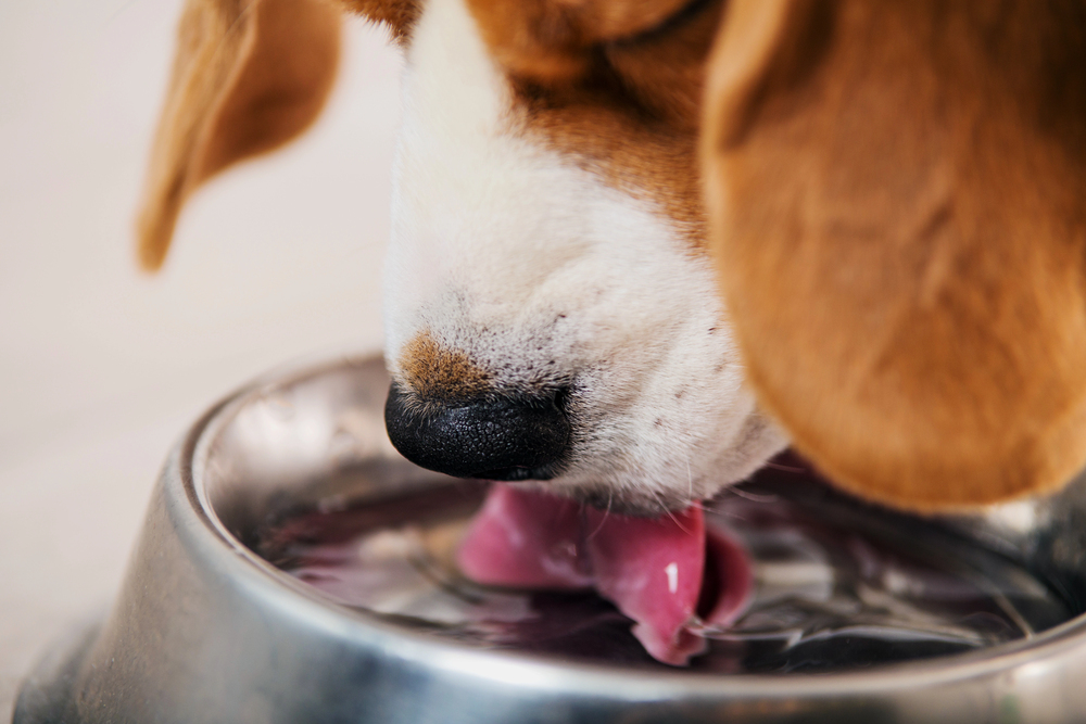 5 Tips on How to Get Your Dog to Drink More Water