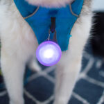 Nite Ize SpotLit XL Dog Collar Light Review