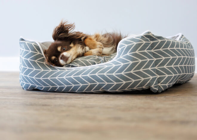 Why Do Dogs Dig In Their Beds? Here’s 6 Reasons