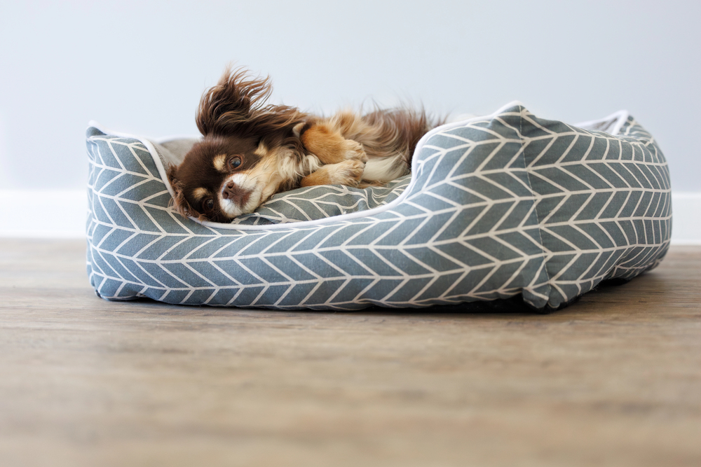 Why Do Dogs Dig In Their Beds? Here’s 6 Reasons