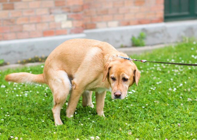 How to Get Your Dog to Stop Eating Poop