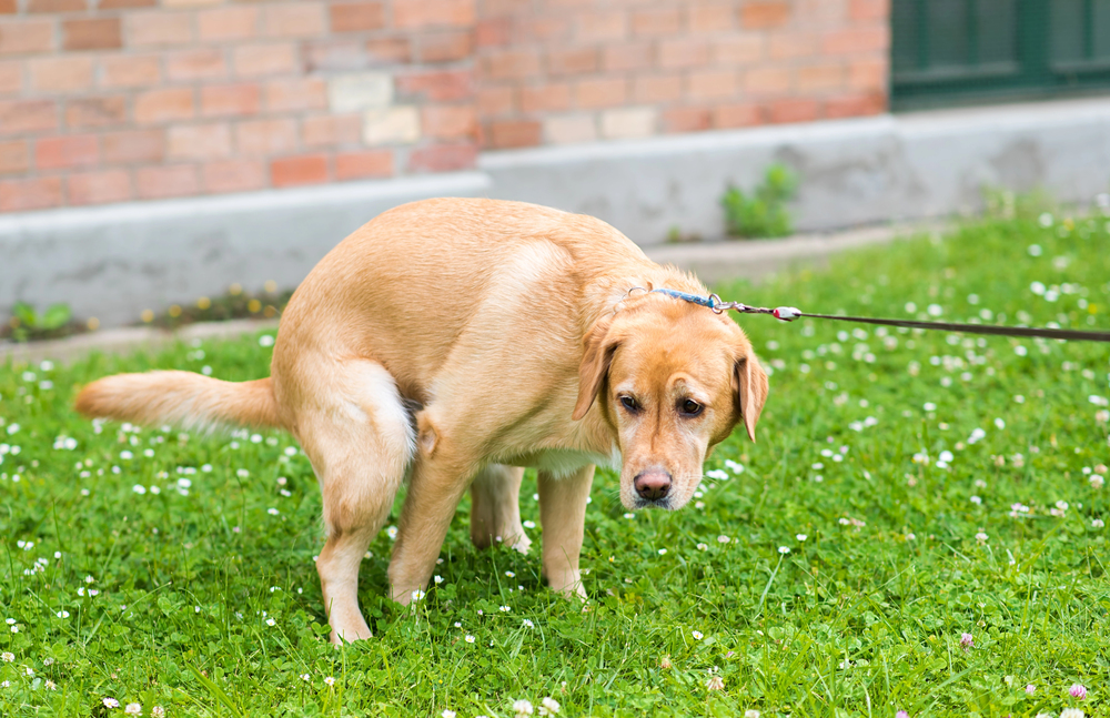 How to Get Your Dog to Stop Eating Poop