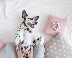 Signs your dog loves you - they ask for belly rubs