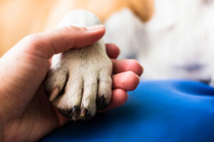 Signs your dog loves you - they give you their paw