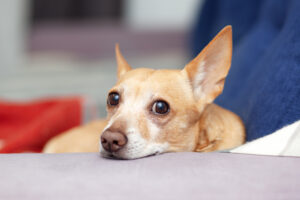 Signs your dog loves you - they look at your eyes