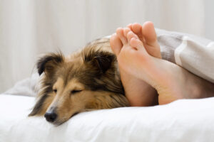 Signs your dog loves you - they sleep near you