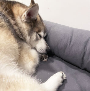 What It Means If Your Dog Wags His Tail In His Sleep - muscle reflexes