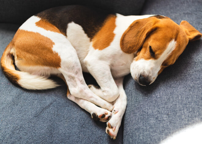 What It Means If Your Dog Wags His Tail In His Sleep