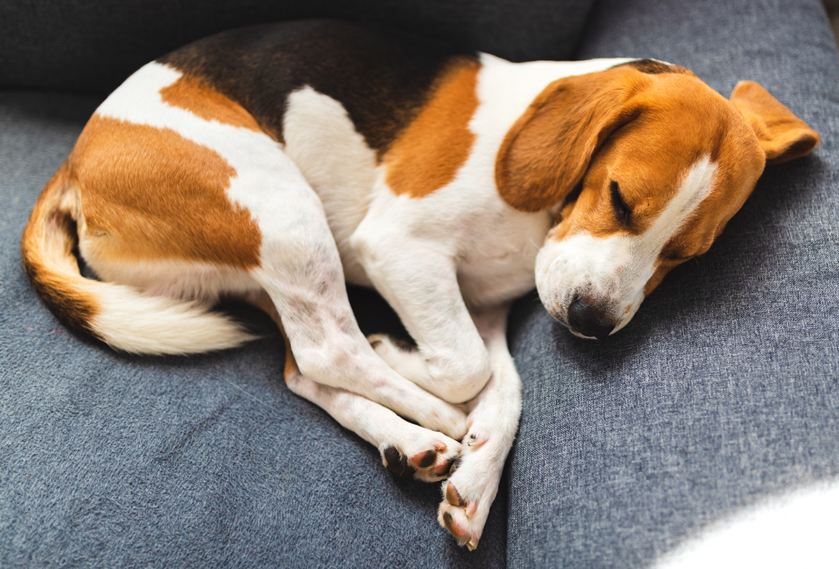 What It Means If Your Dog Wags His Tail In His Sleep