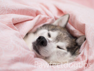 Why Do Dogs Sleep With Their Bum Facing You - they are avoiding eye contact