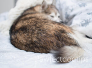 Why Do Dogs Sleep With Their Bum Facing You - temperature regulation