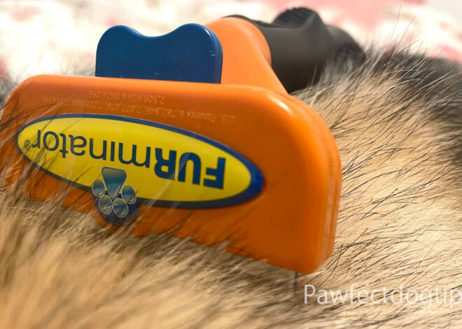 Is the Furminator Good For Dogs? An In-Depth Review